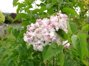 Daphne Lilac