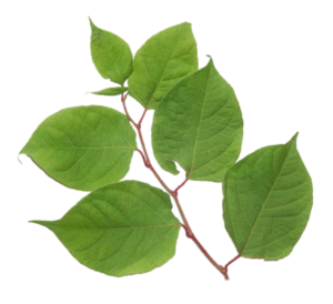 Japanese Knotweed Removal