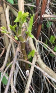 Japanese Knotweed Shoots