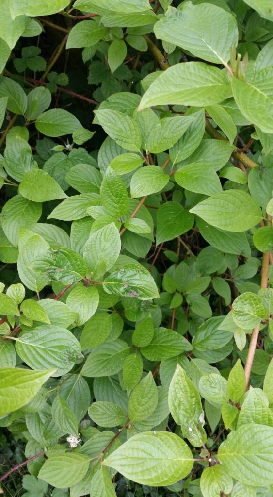 dense crown growth of Japanese Knotweed