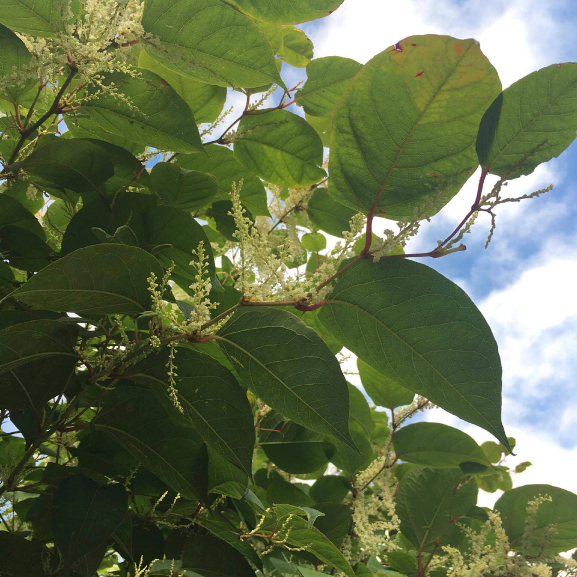 Bohemian Knotweed- The New Danger? Japanese Knotweed Expert