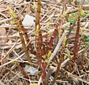 Spring shoots of Japanese knotweed emerging from the soil