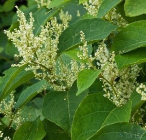 Japanese knotweed leaves and flowers during summer growth