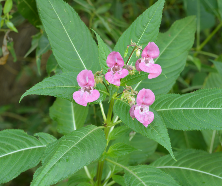 Top 5 invasive weeds in the UK - Japanese Knotweed Expert