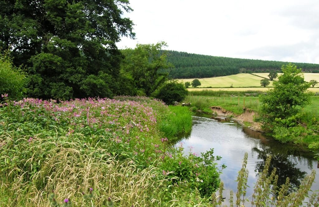 Himalayan Balsam in Staffordshire