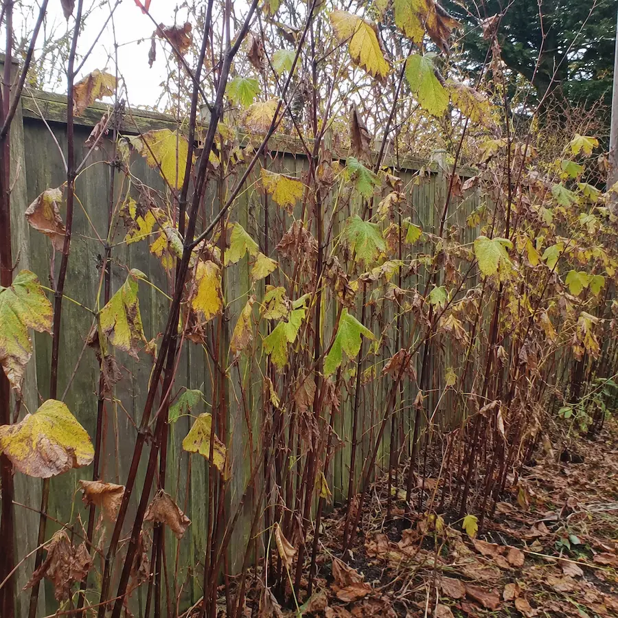 Japanese knotweed beside a garden fence in late autumn, with reddish-brown stems, yellowing leaves and dying foliage.
