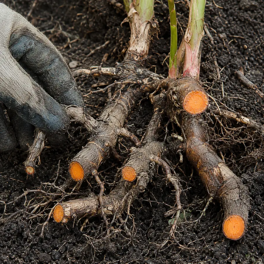Japanese knotweed rhizomes exposed in soil, showing the woody brown exterior and distinctive orange interior.