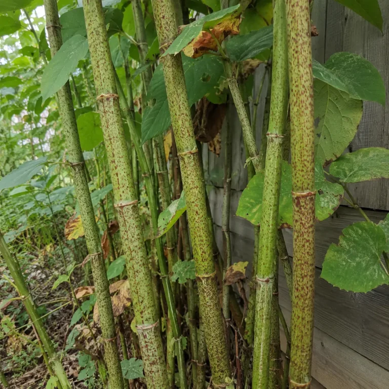 Close-up of Japanese knotweed stems showing green canes with purple speckles and distinct segmented joints in early autumn.