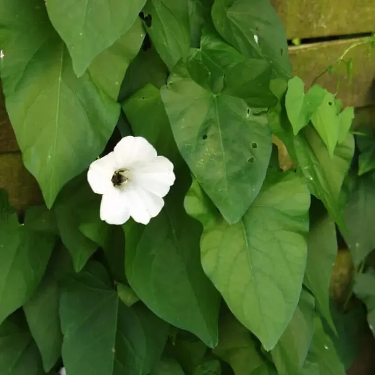 a white flower with 5 petals is surrounded by a leafy foliage of heart shaped leaves