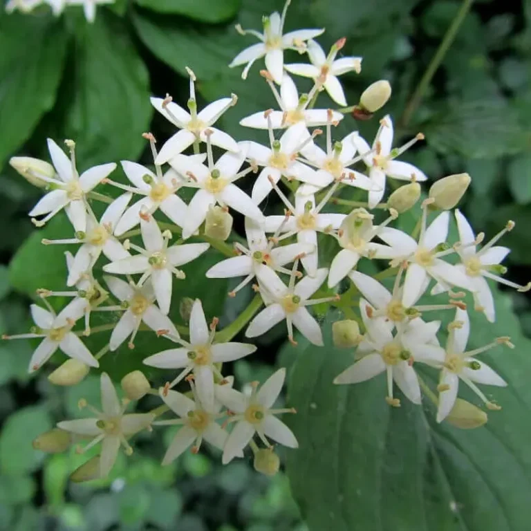 A close up of flowering Dogwood with a dense leafy foliage behind it