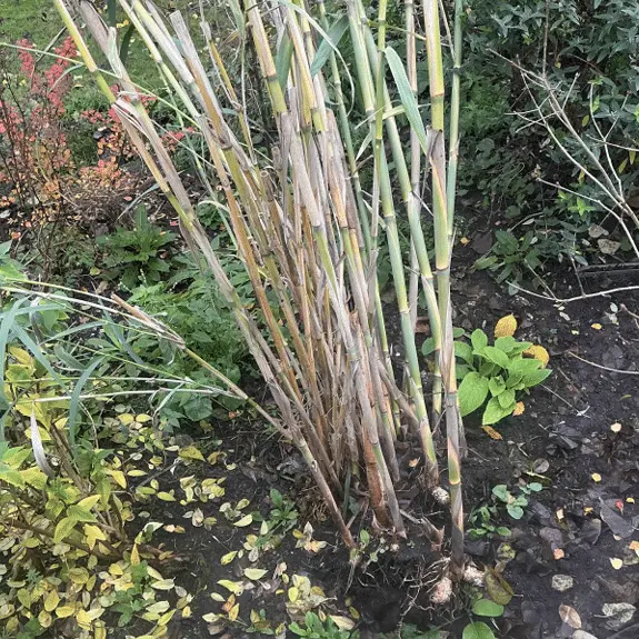 a clump of bamboo canes located at a site in London
