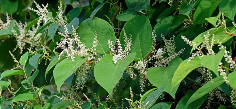 Japanese Knotweed Removal in Birmingham