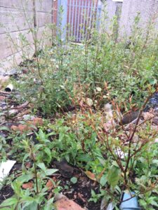 Japanese Knotweed Infestation
