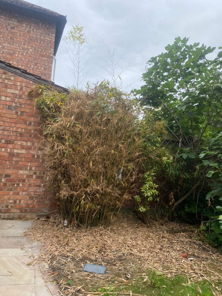 Bamboo Removal in Manchester