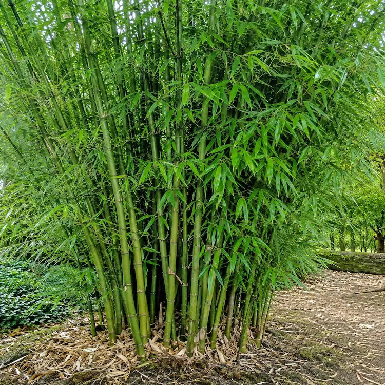 Clumping Bamboo Growth - Japanese Knotweed Expert - Japanese Knotweed Expert Dense clumping bamboo growing in a compact group with upright green canes