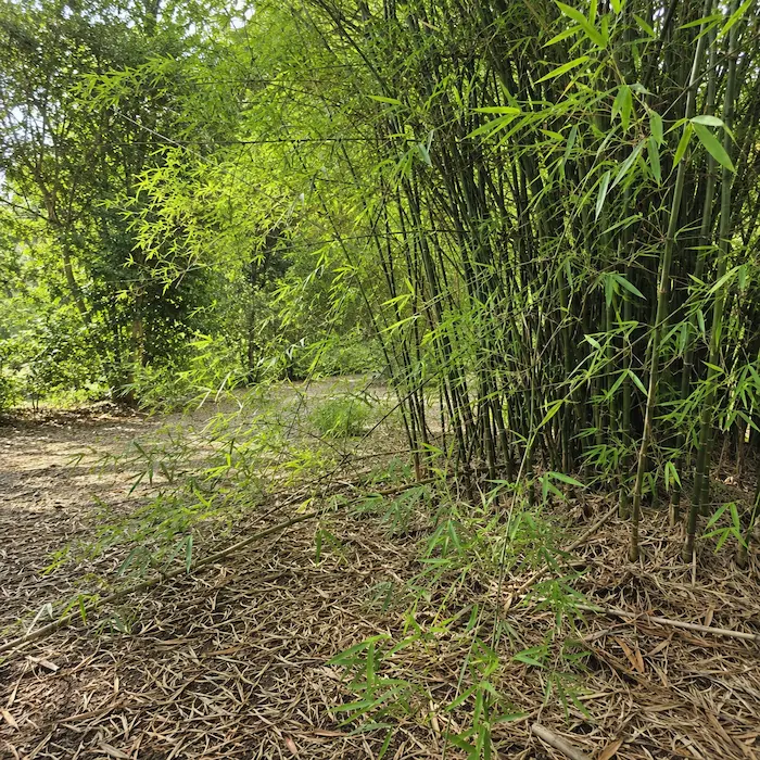 Running Bamboo Spreading - Japanese Knotweed Expert - Japanese Knotweed Expert Running bamboo spreading through a garden with new shoots emerging away from the main clump