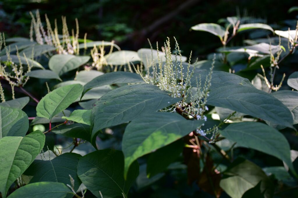 Japanese Knotweed Removal in Oldham