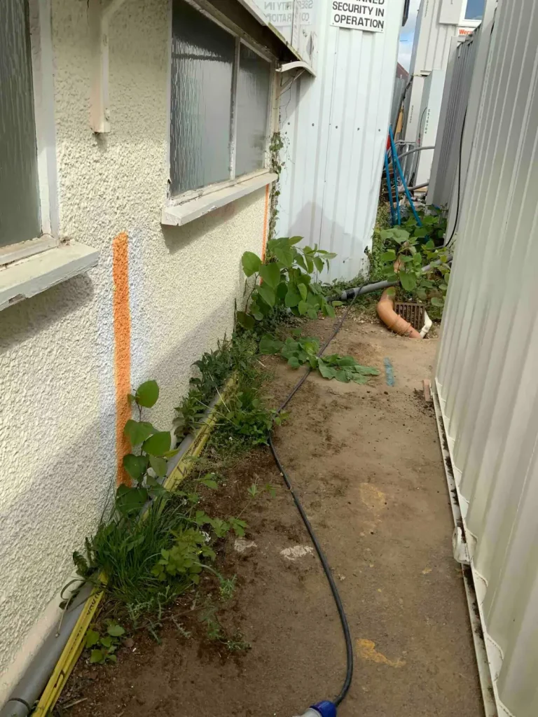 Japanese knotwees has grown along the edges of a house, and runs up the walls