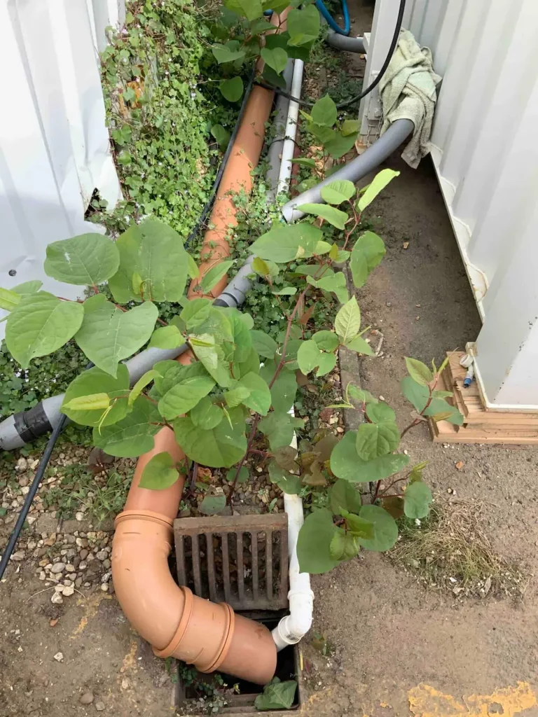 Japanese knotweed is shown to be overgrown and runs alongside a house and into a drain