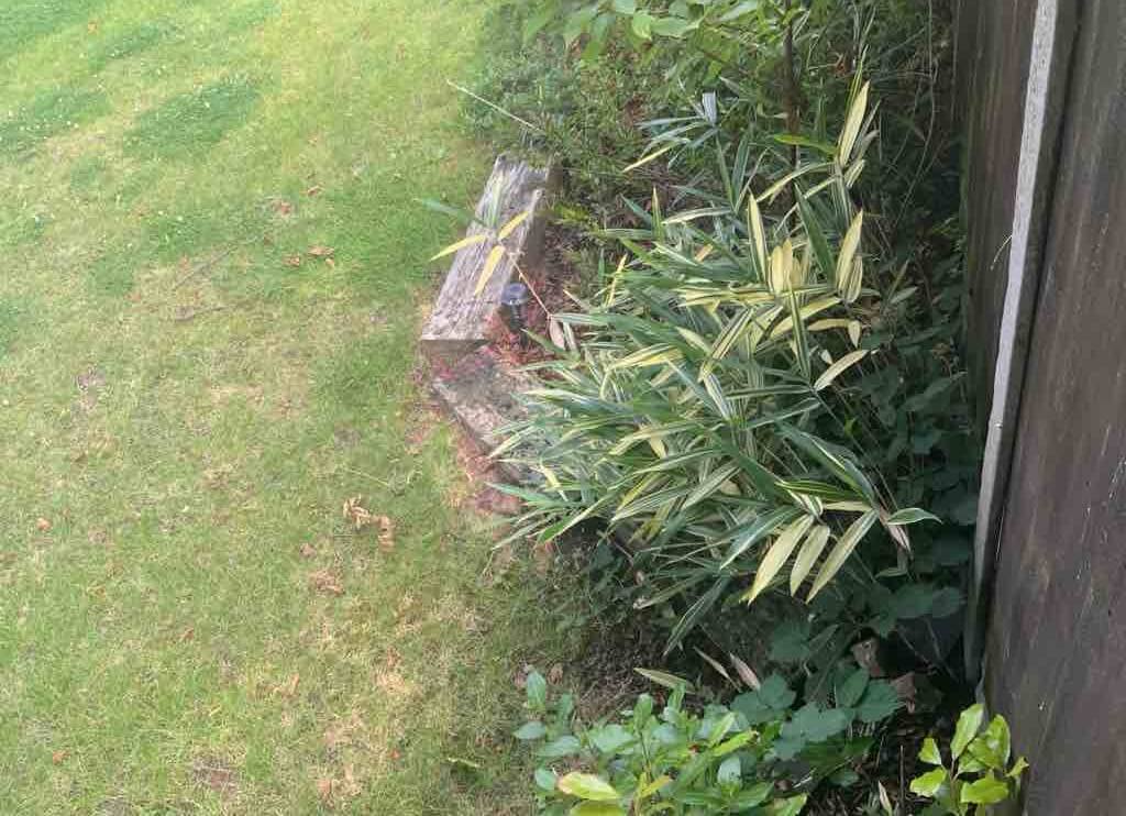 Bamboo Removal in Nottinghamshire