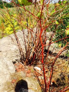 Fly-Tipping Japanese Knotweed