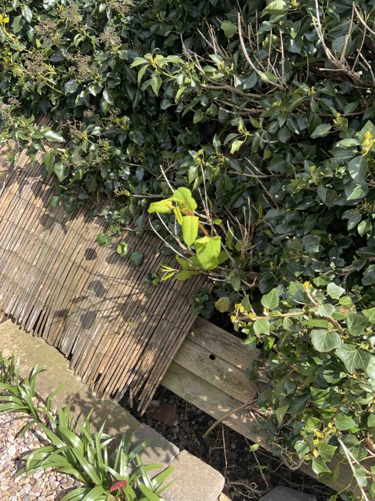 Japanese Knotweed in Nottingham