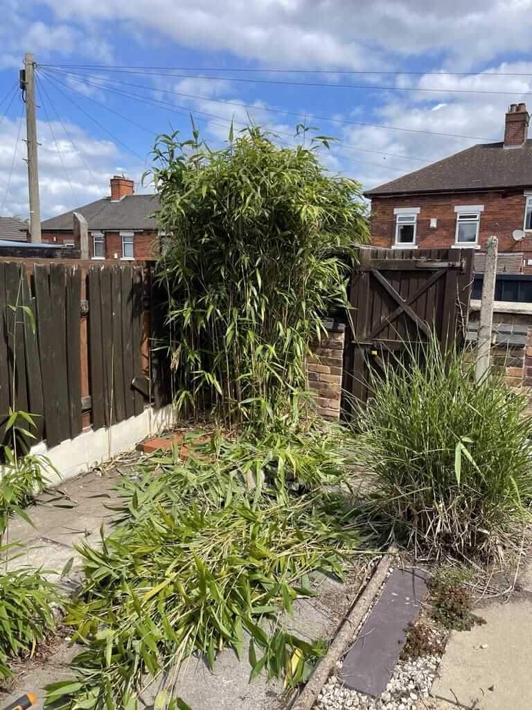 Bamboo Removal in Stoke