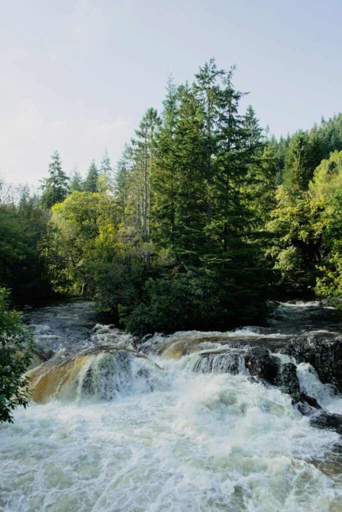 Knotweed Removal in Betws-y-coed