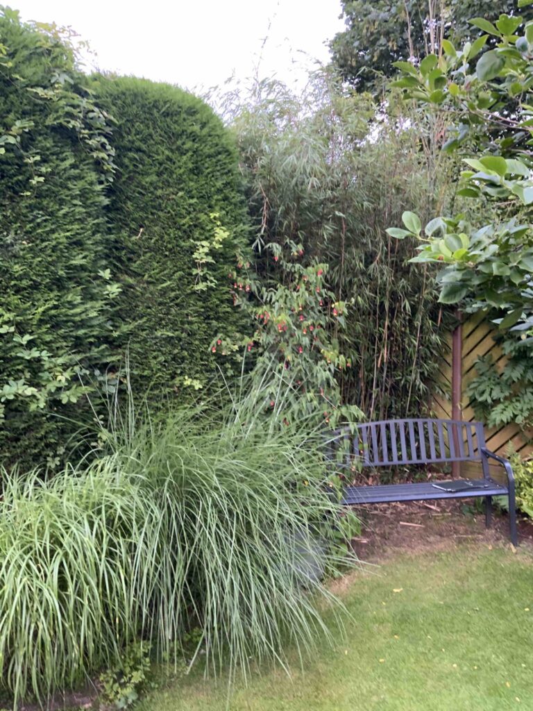 Bamboo Removal in Knutsford