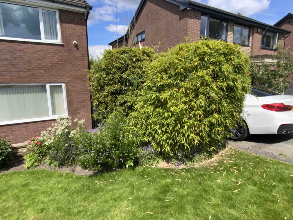 Bamboo removal in Bolton