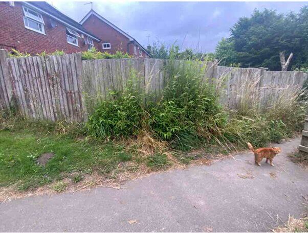 Bamboo Removal in Crewe