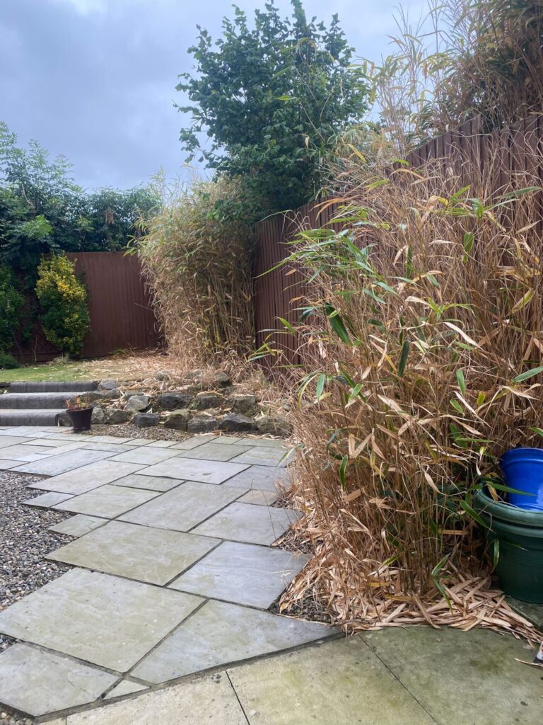 Bamboo Removal in Bolton