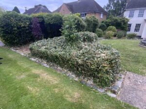 Bamboo Removal in Wolverhampton