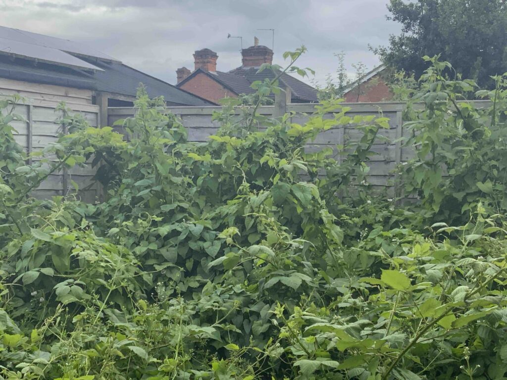 Japanese Knotweed in Wirral