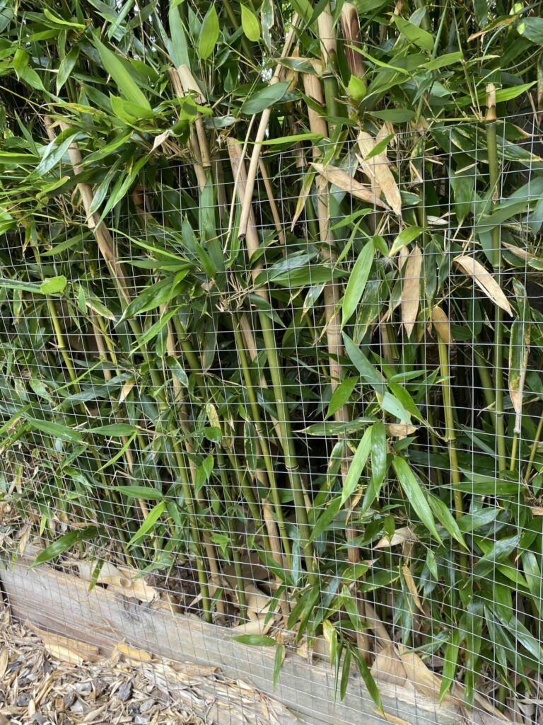 Bamboo Removal in Kidderminster