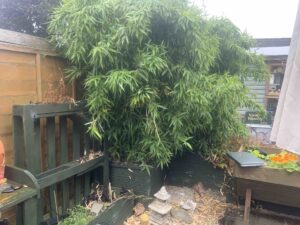 Bamboo Removal in Warrington