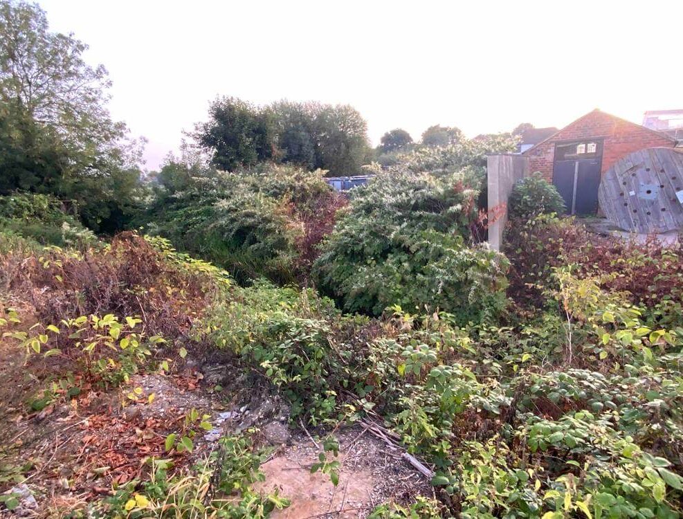 Japanese Knotweed in Maidenhead