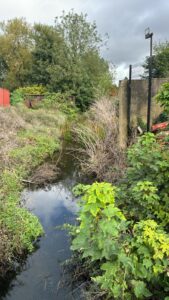 Japanese Knotweed in Maidenhead