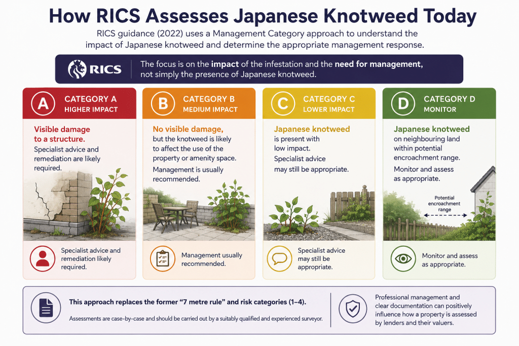 RICS Japanese knotweed management categories infographic