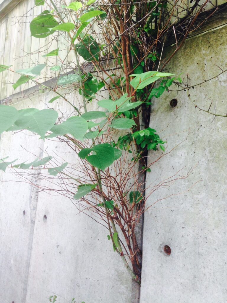 Japanese Knotweed Surveyor