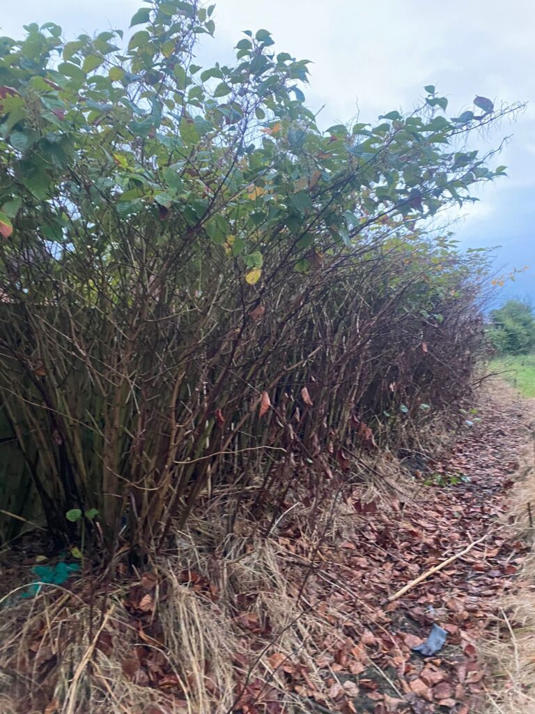 Japanese Knotweed in Guildford