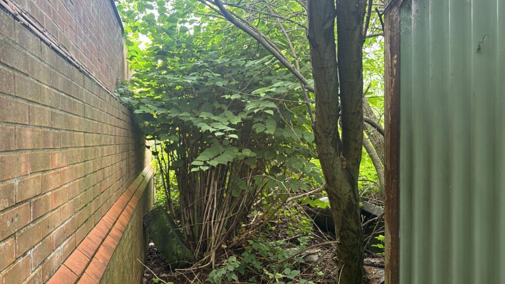 Landlords with Japanese Knotweed