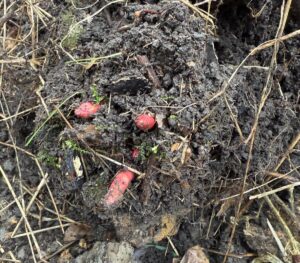 Japanese Knotweed Excavation in Staffordshire