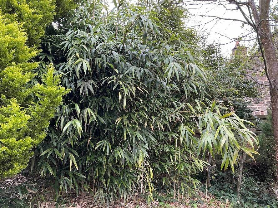 bamboo removal in matlock