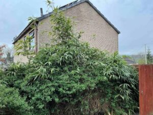 bamboo removal in matlock