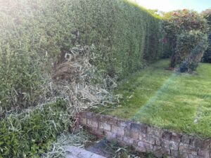 Bamboo Removal in Cheshire
