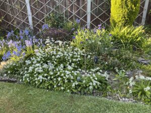 three-cornered garlic