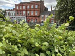 Knotweed Risks