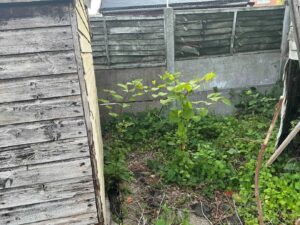 Japanese Knotweed in Berkshire