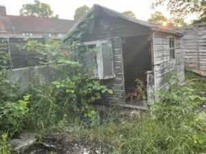 Japanese Knotweed in Reading